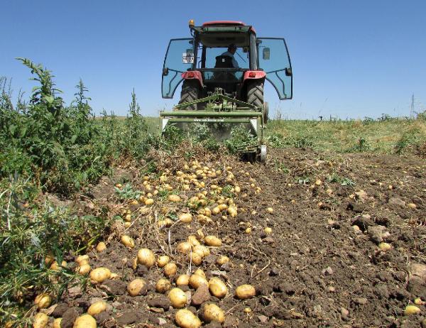 Sandıklı'da patates hasadı sıkıntılı başladı