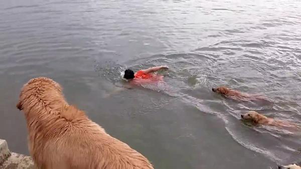Sahiplerinin peşini suda bile bırakmadılar
