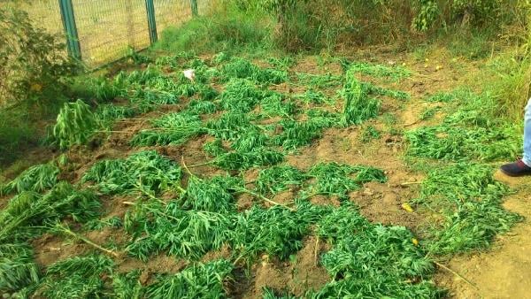 Bursa'da 17 kilo esrar ele geçti