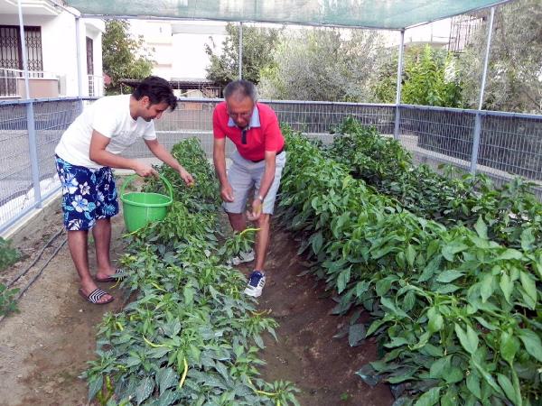 Apartmana hobi bahçesi kurdu