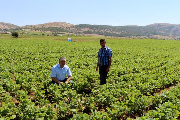 Burdurlu fasulye üreticisi dertli