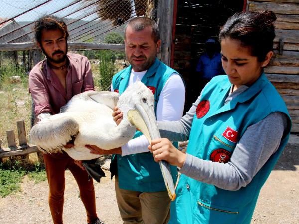 Saçmayla yaralanan pelikan tedaviye alındı