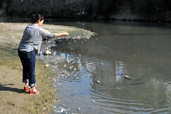 Bartın Irmağı'nda balık ölümleri korkuttu