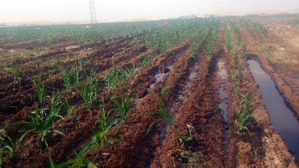 PKK, Silopi'de Kerkük-Yumurtalık  Boru Hattı'na sabotaj yaptı