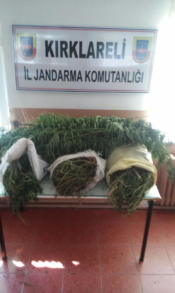 Babaeski’de 11.5 kilo esrar, 93 kök hintkeneviri ele geçirildi
