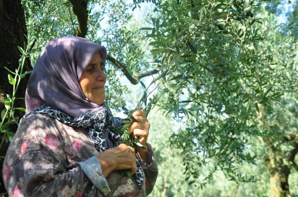 Doğalgaz hattı için kesilecek zeytin ağaçlarına ağladı