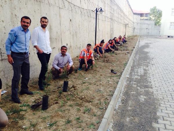 Yüksekova'da öğretmenler okul bahçesine 200 çam fidanı dikti