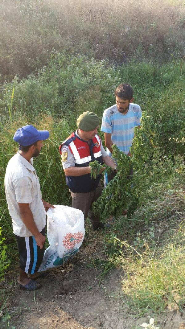 1 kilo esrar ve 350 kök hintkenevirine 2 tutuklama