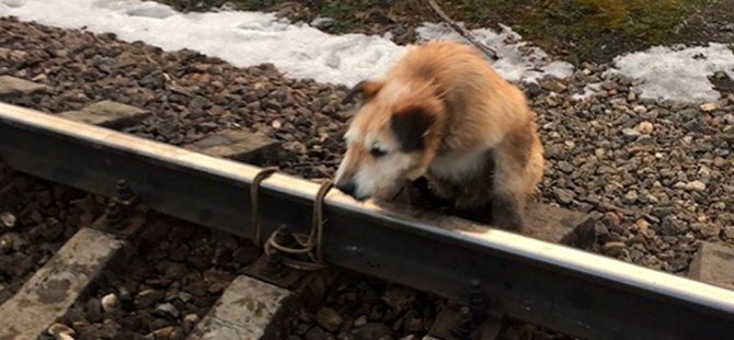 Köpeği raylara bağladılar
