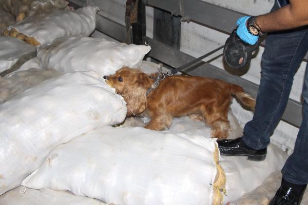 Patates çuvalları arasında 160 kilo eroin ele geçirildi