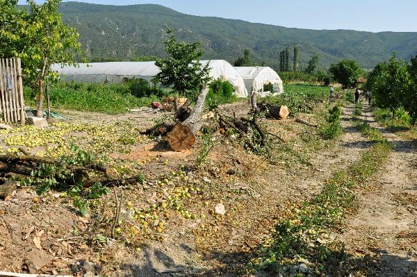 Kardeşlerin yol davasında 10 yerine 20 ağaç kesildi