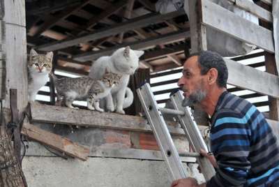 Barakada topladığı sokak kedilerin süt ve etle besliyor