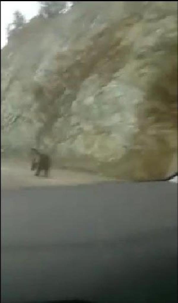 Kastamonu'da yol kenarında görülen ayı korkuttu