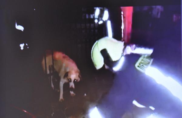 Kedi kovalayan köpek demir parmaklıklara sıkıştı