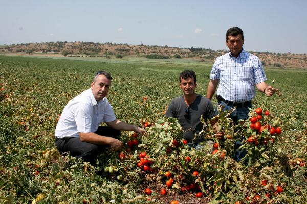 Karacabey Ovası’nda domates hasadı başladı