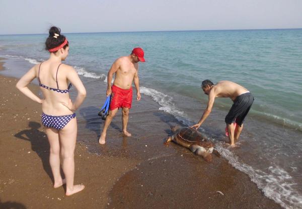 Mersin'de nesli tükenen ölü carretta sahile vurdu