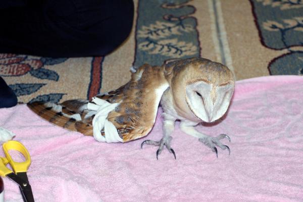 Silopili vatandaş, yaralı peçeli baykuşu veterinere götürdü