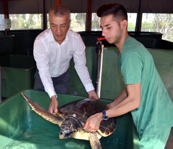 Caretta Carettaların yuvalama alanına yapılaşma iddiası