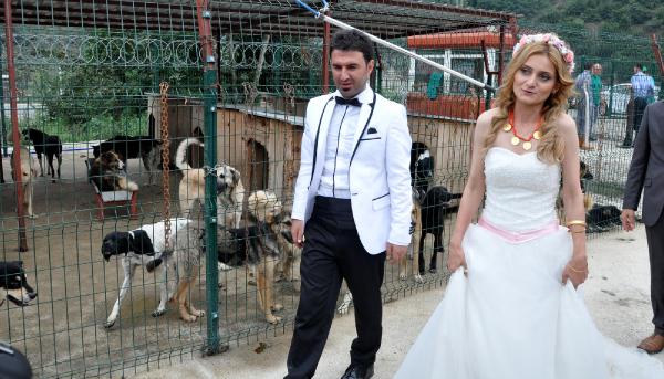 Hayvan barınağında düğün fotoğrafı çektirdiler, 1000 TL bağışta bulundular