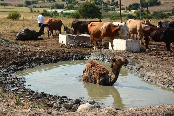 Karabük'te develer manda havuzunda serinliyor