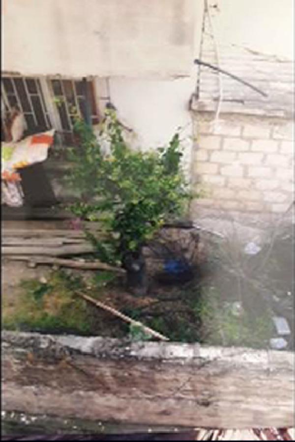 Komşusunun ağaçlarını kesti 3 yıla kadar hapsi isteniyor