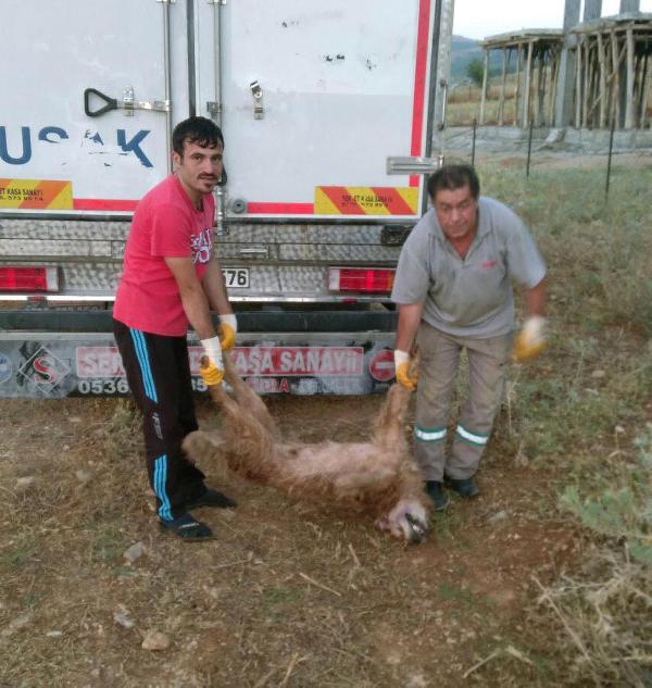 TIR dorsesinde 50 köpek telef oldu