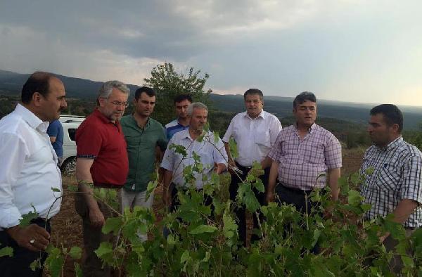 Dolu, Çal'da 3 bin dönüm tarım arazisini vurdu