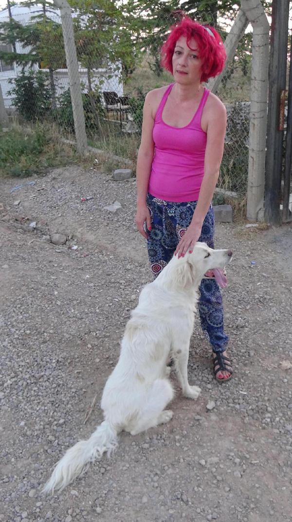 TIR dorsesinde 50 köpek telef oldu // ek