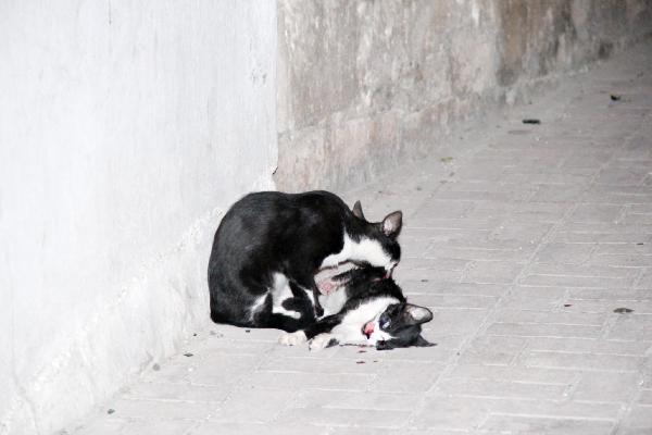Kedi, otomobil çarpan kedinin başından ayrılmadı