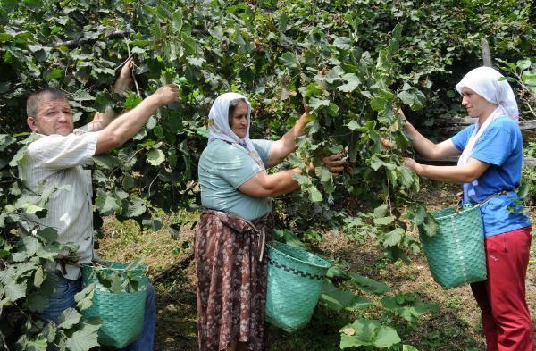 Hazelnut harvest season begins earlier than forecasts