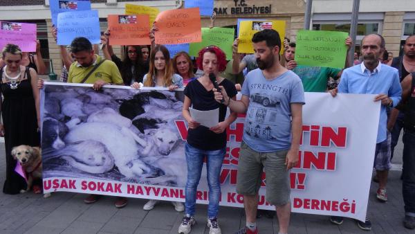 Hayvanseverlerden kaybolan köpekler için eylem