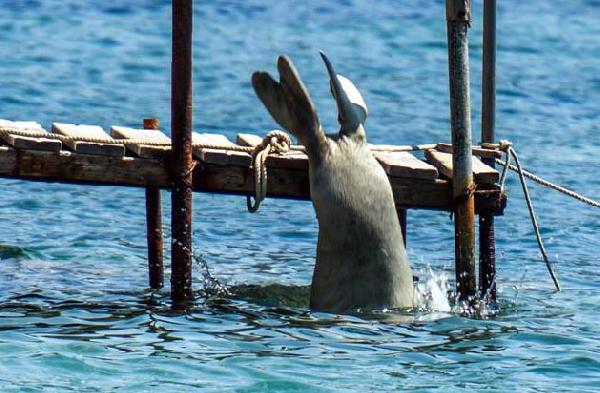 Akdeniz fokları Bodrum'u sevdi