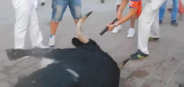 Boğayı kent meydanında infaz ettiler