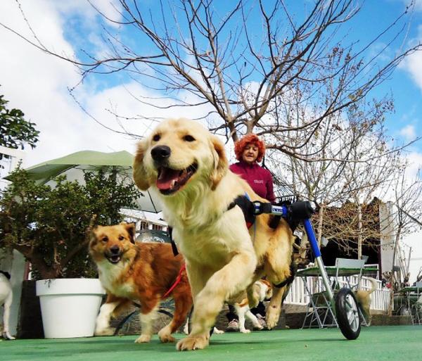 Felçli köpek uyutulacaktı, İspanya'da yaşama döndü