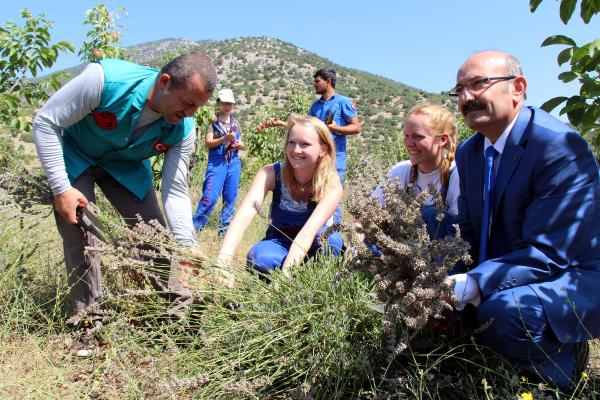 Odun ateşinde lavantanın yağı çıkarılıyor