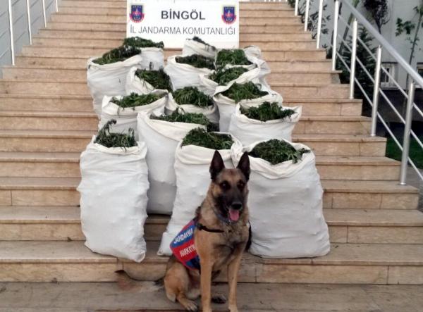 Bingöl'de uyuşturucu tarlalarına operasyon