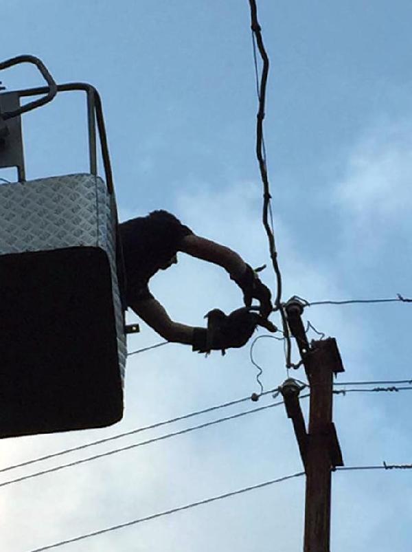 Elektrik tellerine takılan güvencini itfaiye kurtardı
