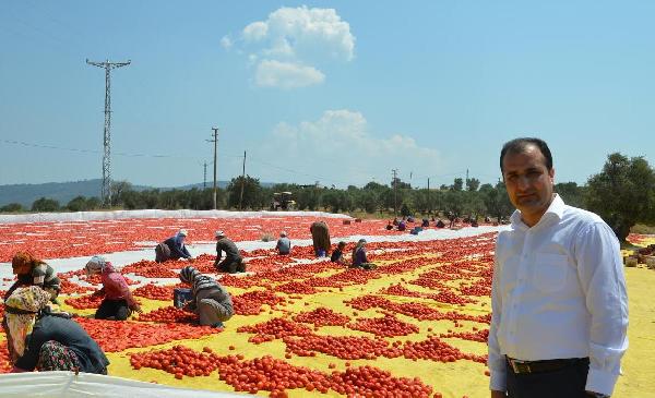 Avrupa'nın domatesi Torbalı'da kuruyor