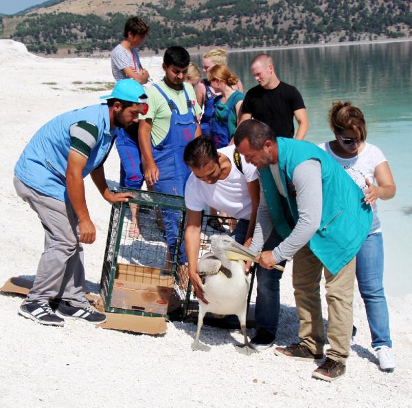 Tedavisi tamamlanan tepeli pelikan Salda Gölü'ne bırakıldı