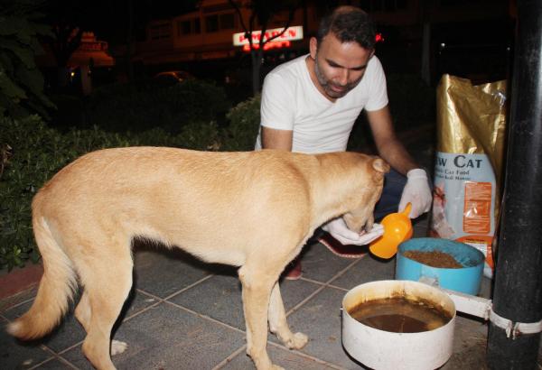 Kedi ve köpeklere havuzda serinlik