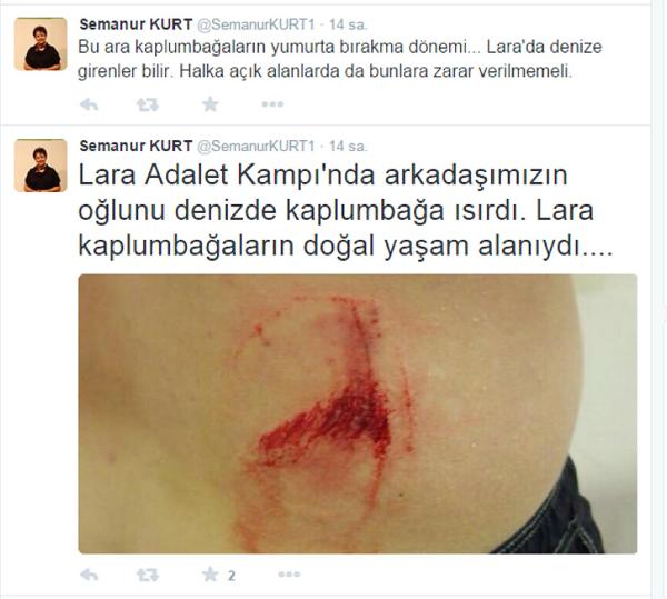 Lara'da deniz kaplumbağaları 4 kişiyi ısırdı