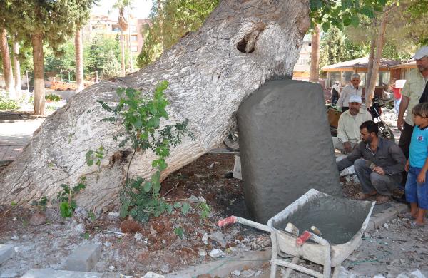 400 yıllık ağaca beton destek