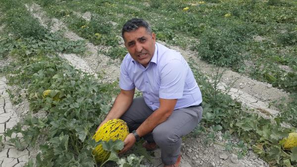 Kırkağaç kavununda hasat başladı
