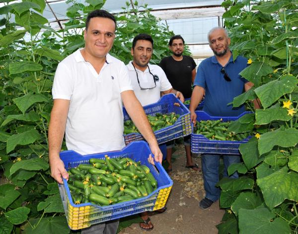 Yazın serada salatalık dönemi başladı