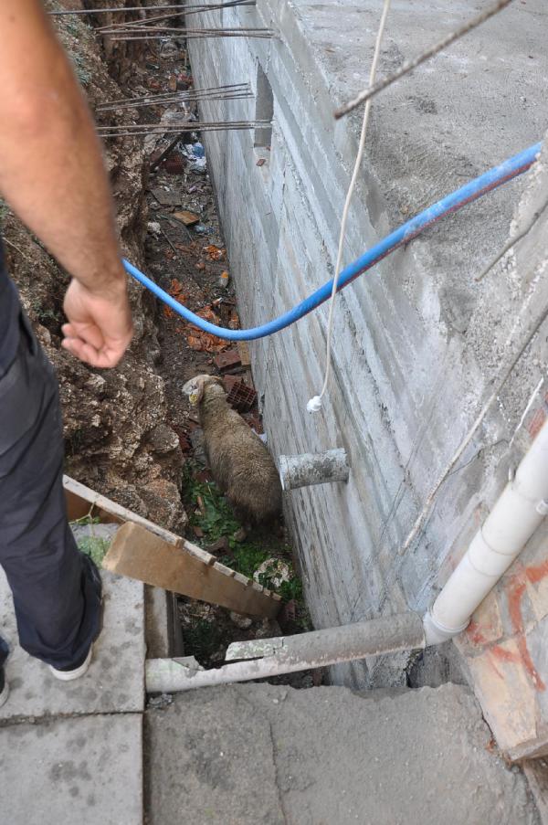 İnşaat çukuruna düşen koyunu itfaiyeciler kurtardı