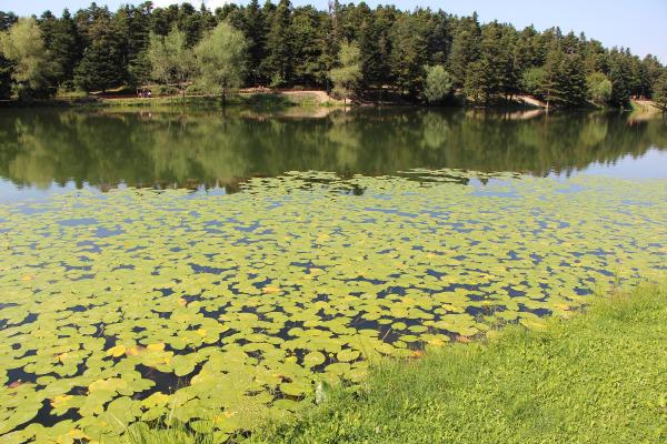 Temizlenen doğa harikasının simgesi nilüferler ortaya çıktı
