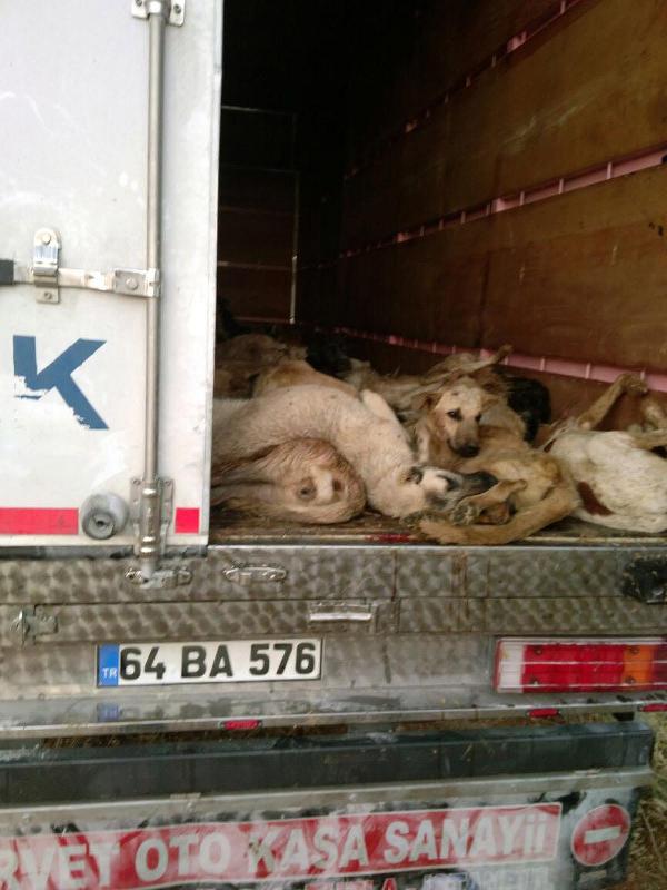 Telef olan köpekler için TIR şoförüne 69 bin lira ceza kesildi