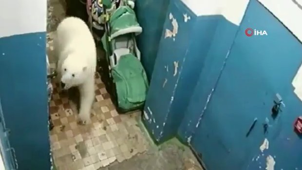 Aç kalan kutup ayısı şehre indi