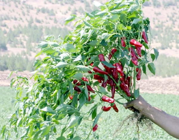 Gaziantep'te kansorejen etkisi olmayan biber üretildi