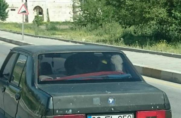 Buzağının VIP yolculuğu